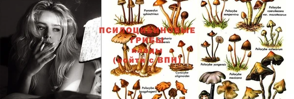 прущие крисы Алзамай
